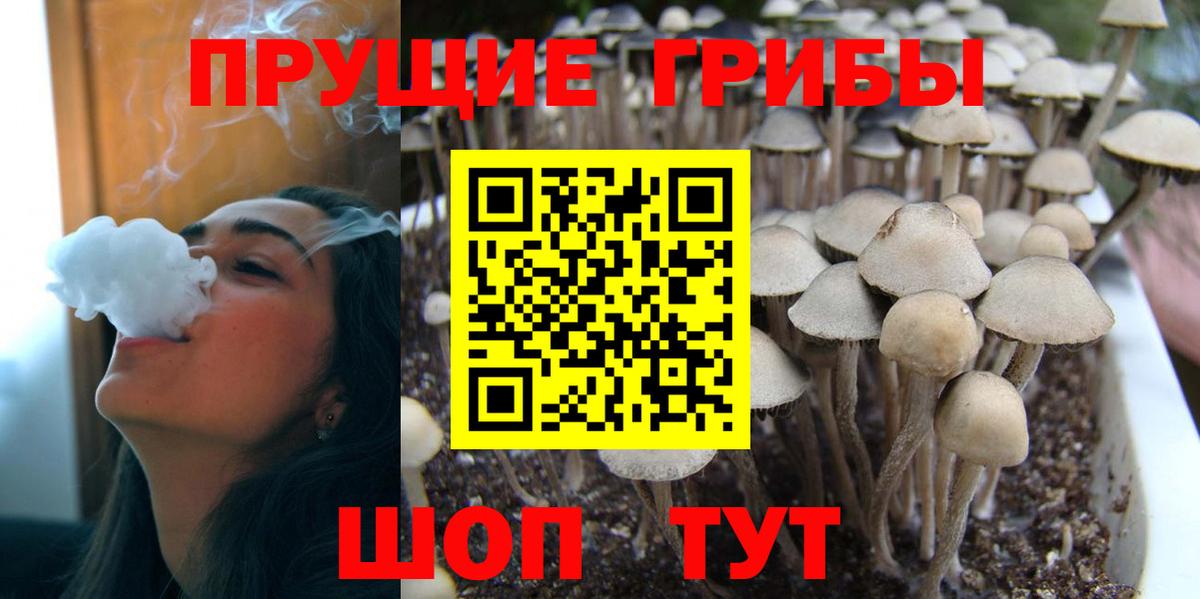 Псилоцибиновые грибы мухоморы  Вход с VPN  Псилоцибиновые грибы MAGIC MUSHROOMS  где купить наркотик  Выборг 